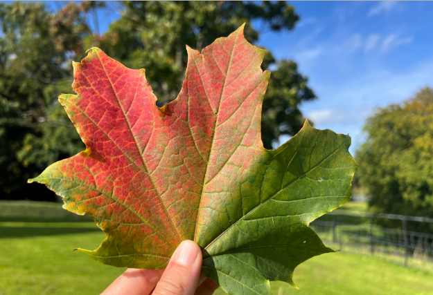 leaf