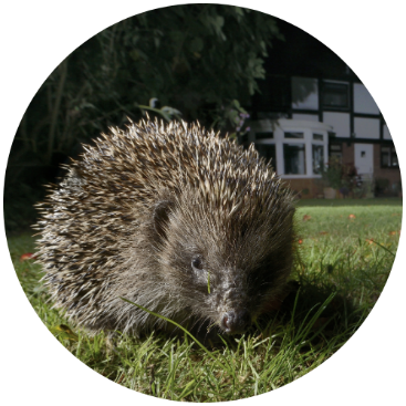 hedgehog