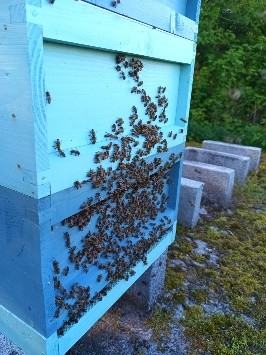 bees
