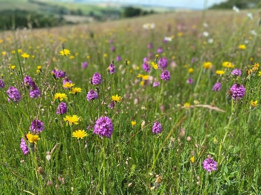 pollinators